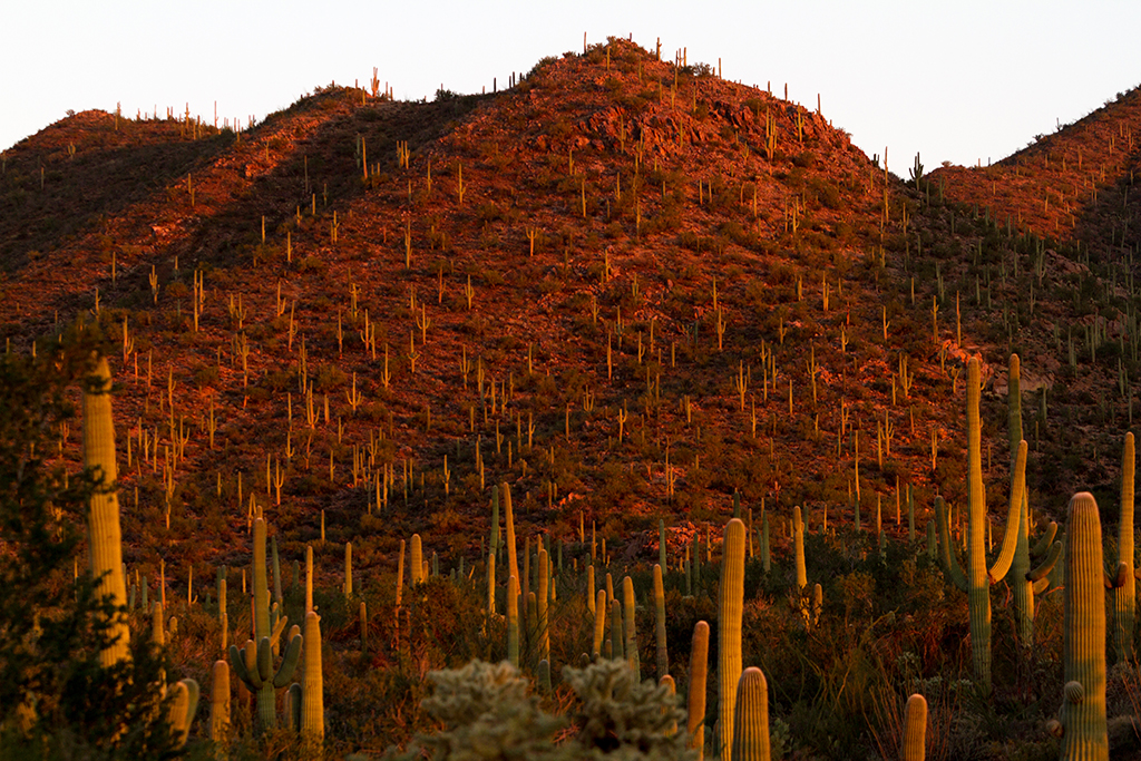 10-20 - 18.jpg - Saguaro National Park, West Part